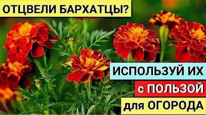 Как использовать бархатцы как удобрение. Как использовать бархатцы как удобрение