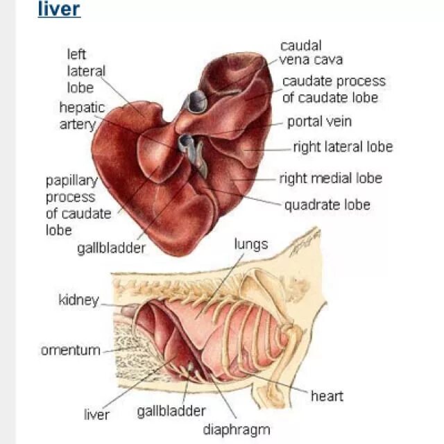 Печень кота. Доли печени собаки анатомия. Печень собаки Анатомическое строение. Печень лошади анатомия строение.