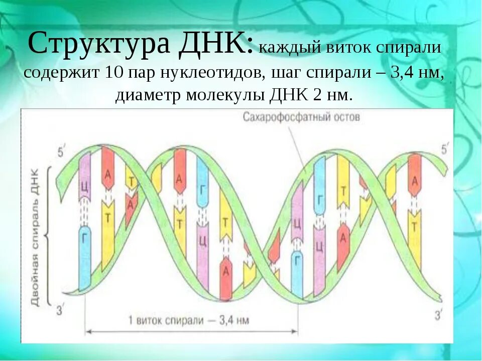 Структура ДНК. Структура ДНК человека. ДНК расшифровка. ДНК человека схема.