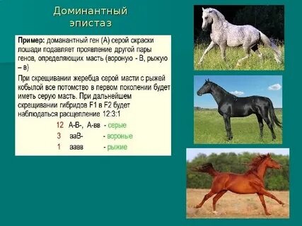 У лошадей действие генов вороной