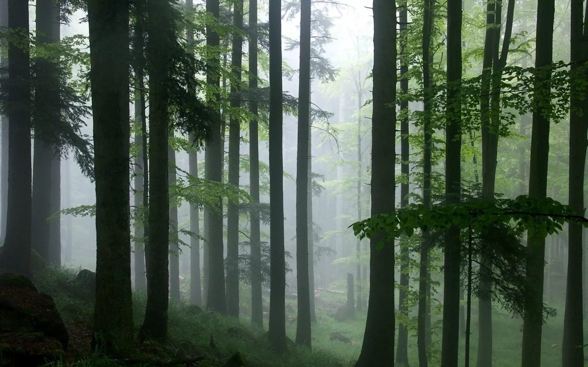 Лес Геншин. Туманный лес. Природа леса. Пейзаж лес. Сквозь лес и дым геншин