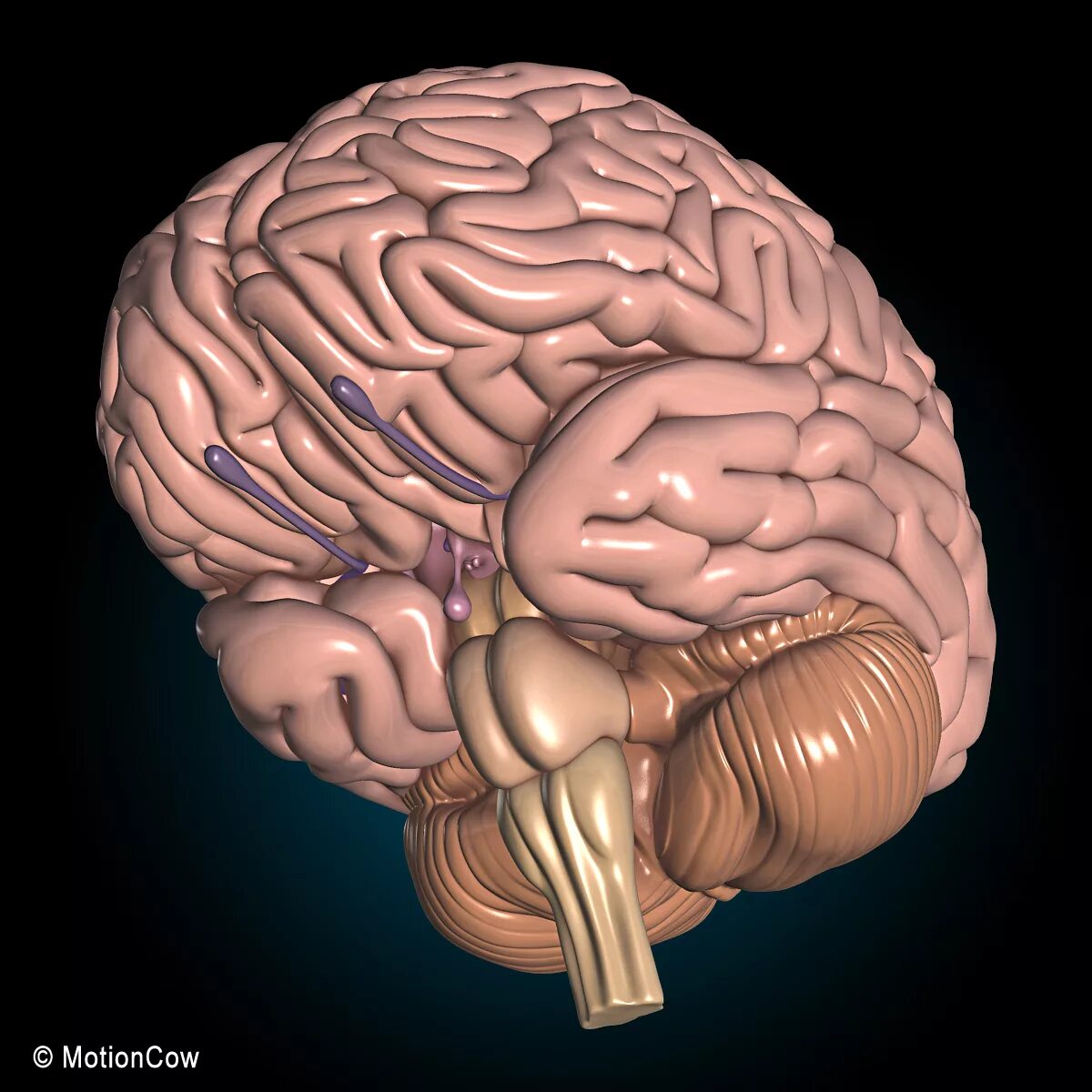 Brain model. Строение головного мозга 3д. Головной мозг сверху.