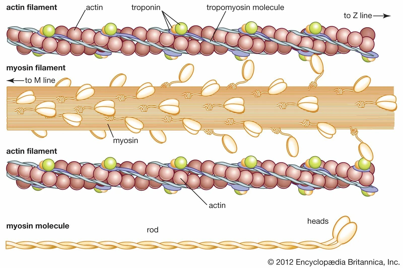 Актин состоит. Миозин структура белка. Актин и миозин. Белок актомиозин. Тропонин миозин нити.