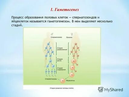 Установите соответствие между признаком гаметогенеза