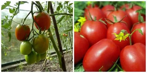Лучшие сорта для консервирования