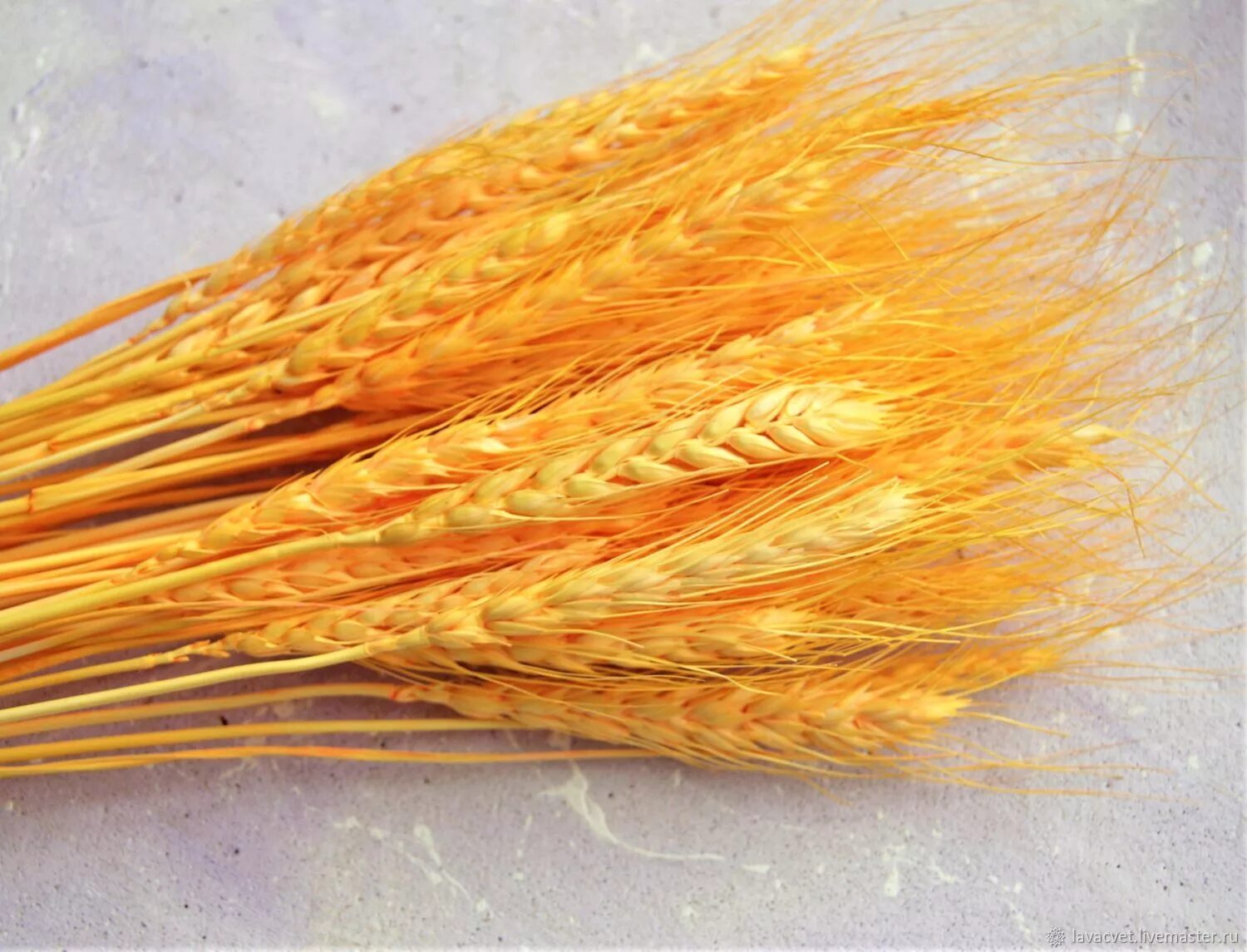 Пшеница розницу купить. Тритикум cухоцвет. Колосья Тритикум сухоцвет. Пшеница cухоцвет. Колосья пшеницы.
