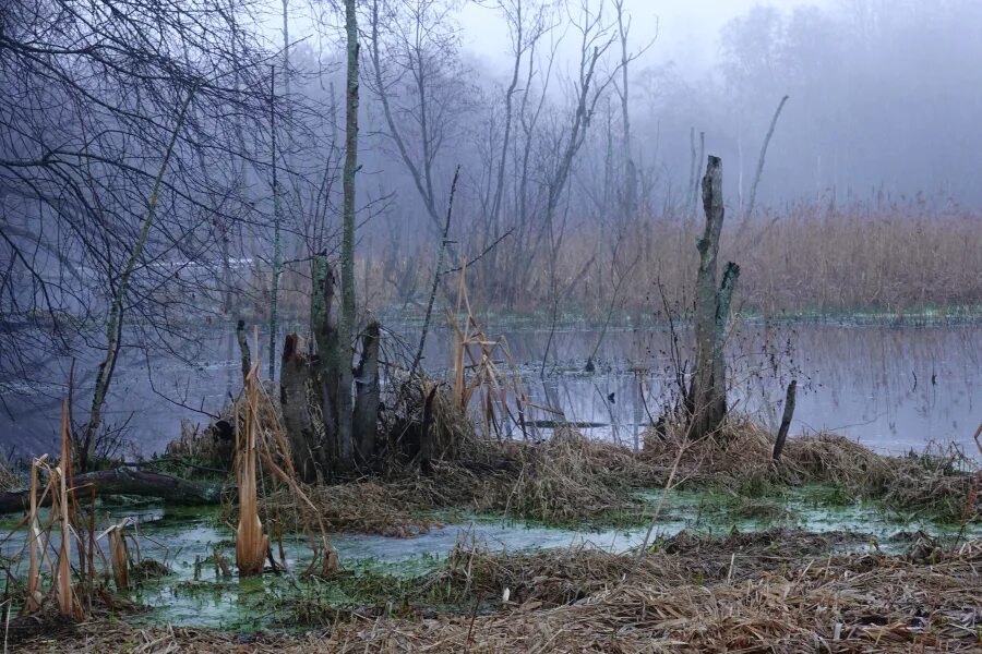 Форум топи. Красковское болото валдай. Сосновое болото лысьва. Валдай природа. Форум топи.
