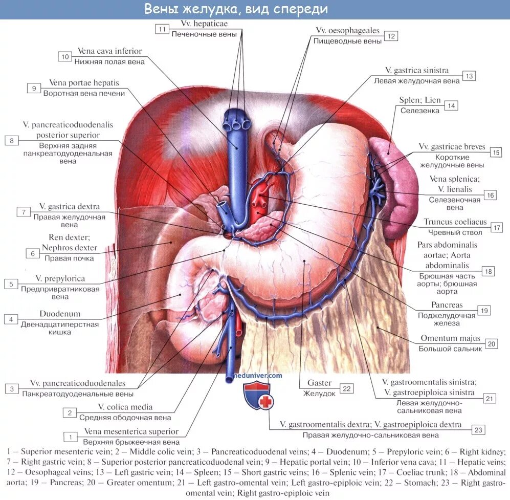 Правая желудочная вена. Левая желудочно-сальниковая Вена. Правая желудочно-сальниковая Вена. Предпривратниковая Вена желудка. Венозный отток желудка анатомия.