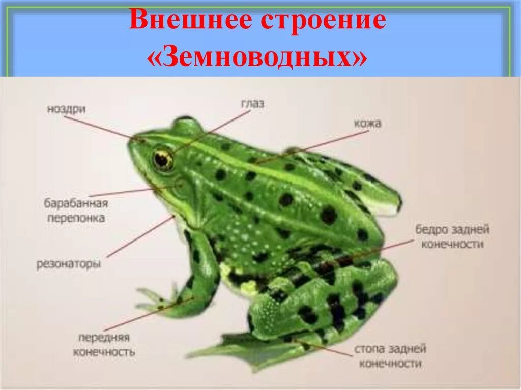 Тело земноводных состоит из. Внешнее строение бесхвостых земноводных. Земноводные внешнее строение лягушки. Класс земноводные лягушка внешнее строение. Отделы тела лягушки 7 класс биология.