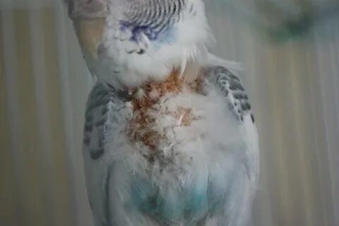 Линька волнистых