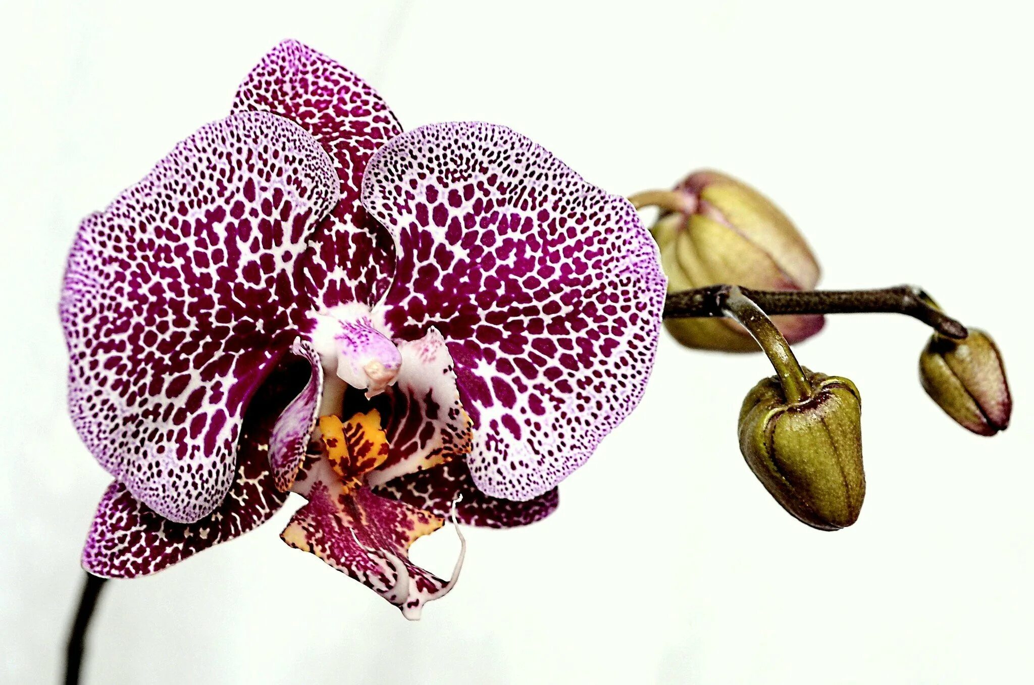 Phal leopard. Фаленопсис леопард принц. фаленопсис пират пикоти. фаленопсис голден леопард. golden leopard орхидея.