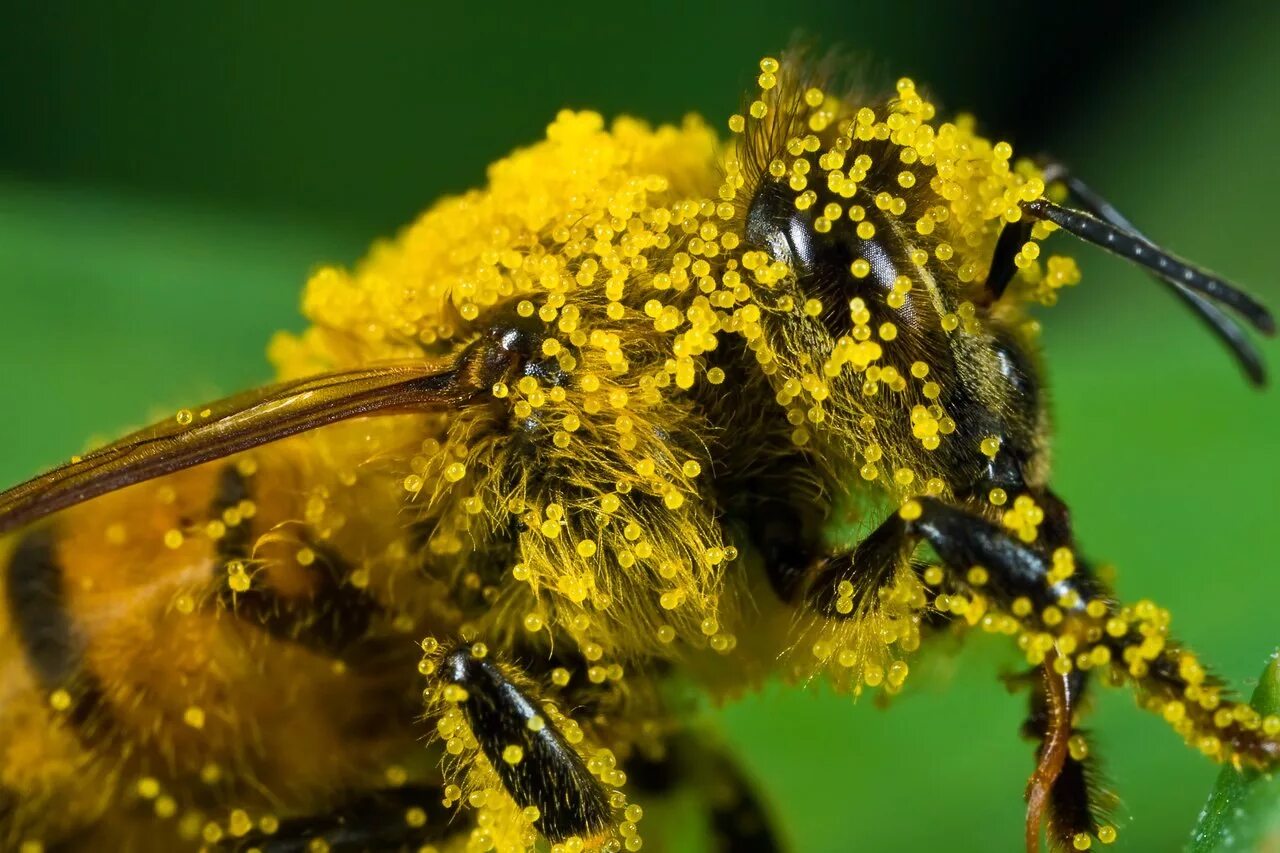 Пыльца растений собранная пчелой. Пчелиная пыльца (Bee pollen). Пчела с пыльцой. Цветочная пыльца на пчеле. Пчела с обножкой.