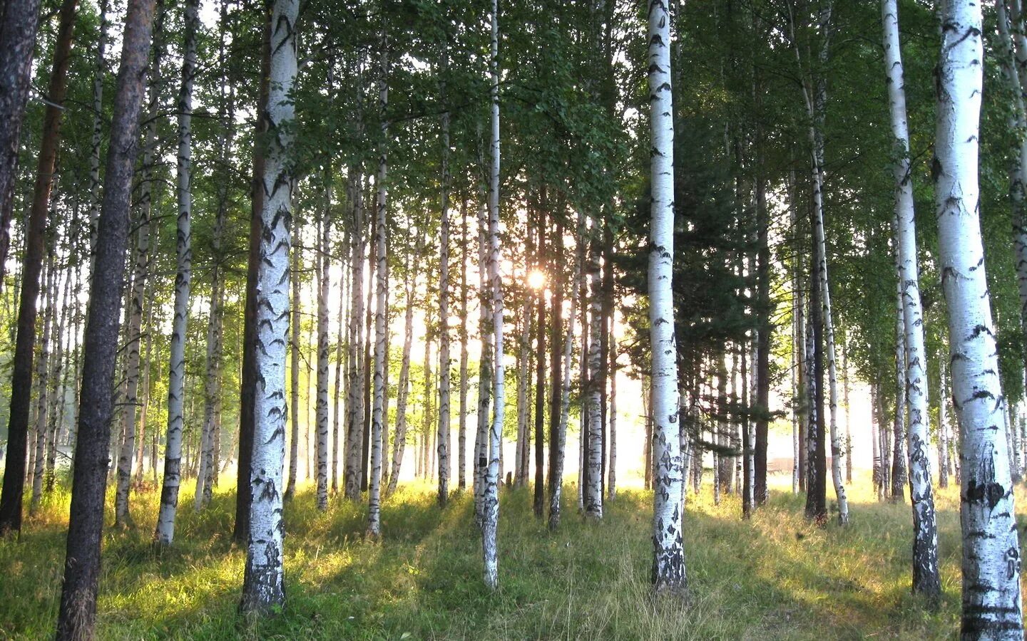 Березки павловский. Яранская Березовая роща. Березовый лес солнце. Березовая роща солнце. Панорама березового леса.