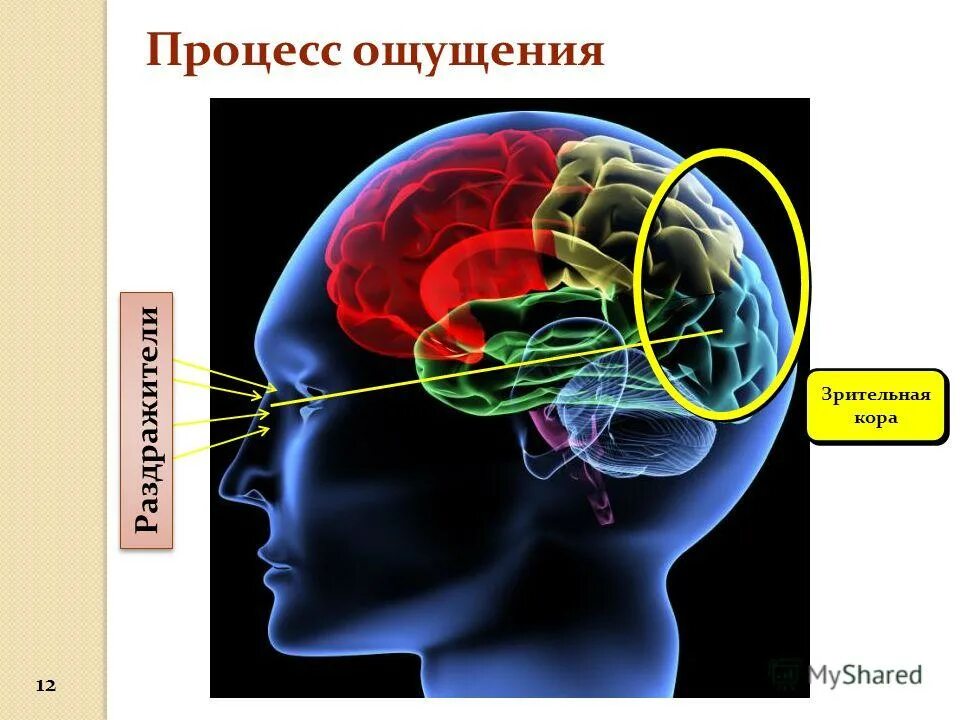 Восприятие сенсорной информации. Схема зрительного восприятия. Психические процессы мозга. Восприятие зрительной информации.