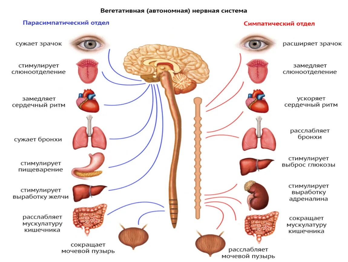 Сокращение мочевого пузыря симпатическая или парасимпатическая. Парасимпатическая нервная система мочевого пузыря. Симпатическая нервная система мочевого пузыря. Парасимпатическая нервная система сокращает мочевой пузырь. Нервы мочеиспускание