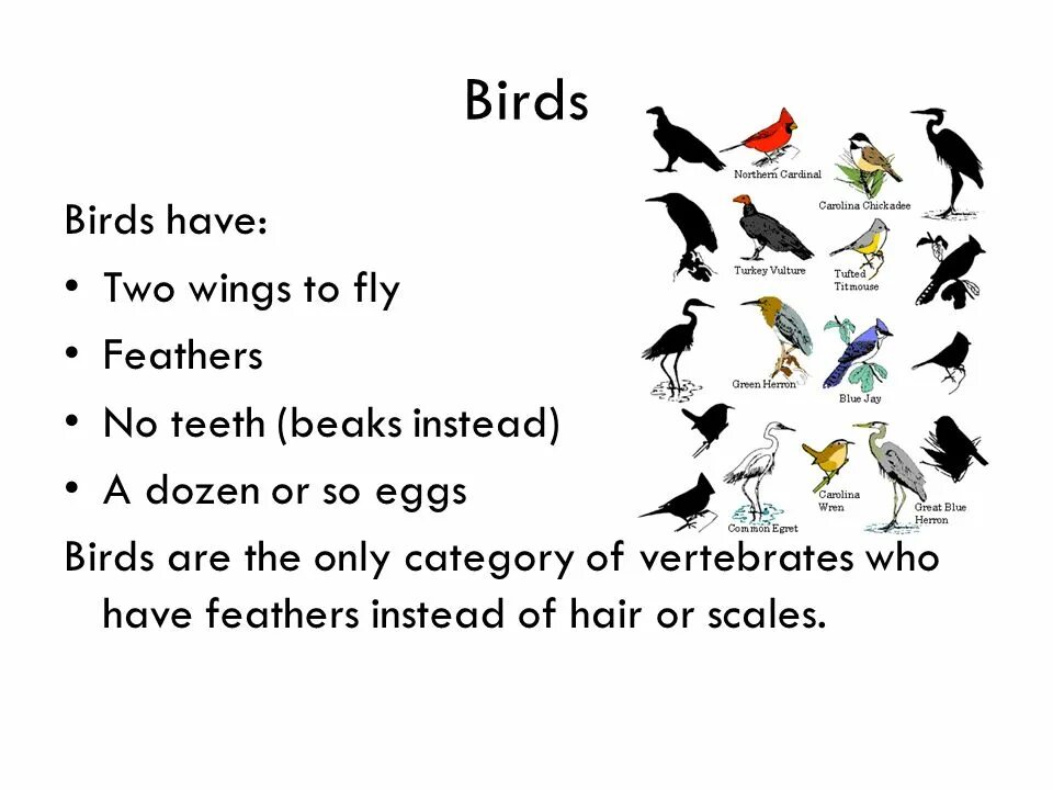 Bird has flown. Стих Birds have. Birds have Wings стих. Information about Birds. What is a Bird.