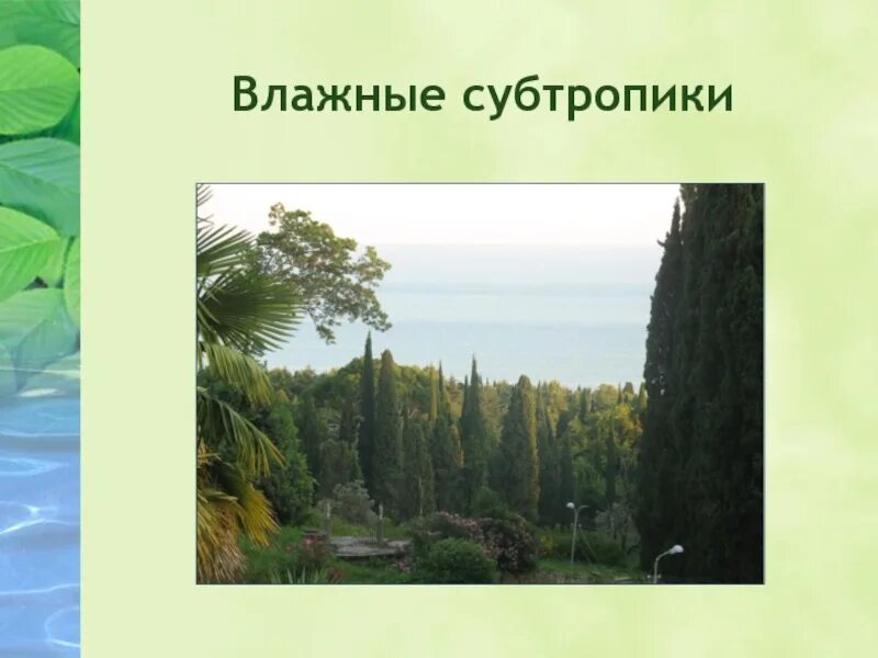 Растительный мир зоны субтропиков в России. Природная зона влажные субтропики. Зонаросси субтропики растения. Субтропическая природная зона России.