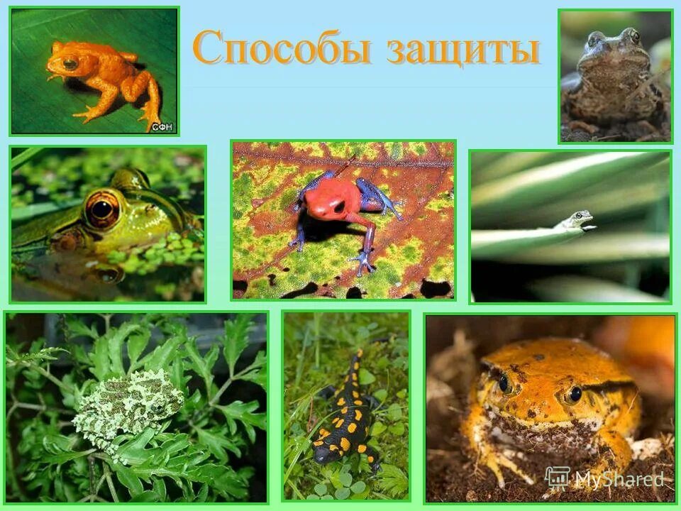 Земноводные внешнее строение лягушки. Среда обитания и внешнее строение лягушки. Внешнее строение головы лягушки. Внешнее строение озерной лягушки. Среда обитания и внешнее строение лягушки.