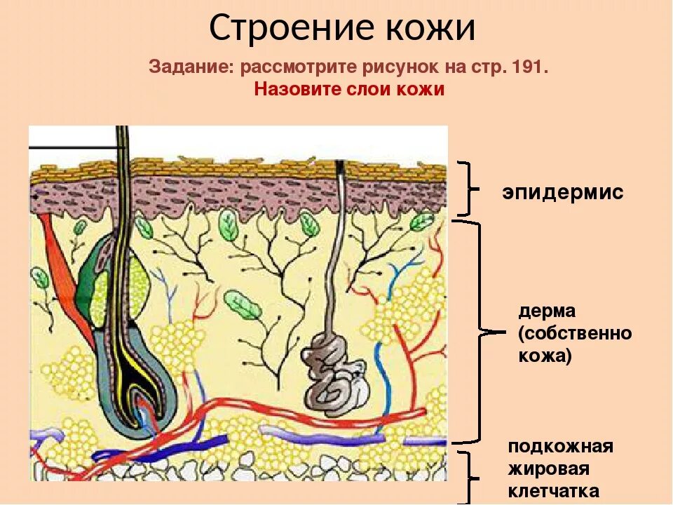 Функции кожи 9 класс биология. Строение кожи 8 класс биология. Строение кожи биология 7 класс. Строение кожи человека рисунок. Структура кожи схема.