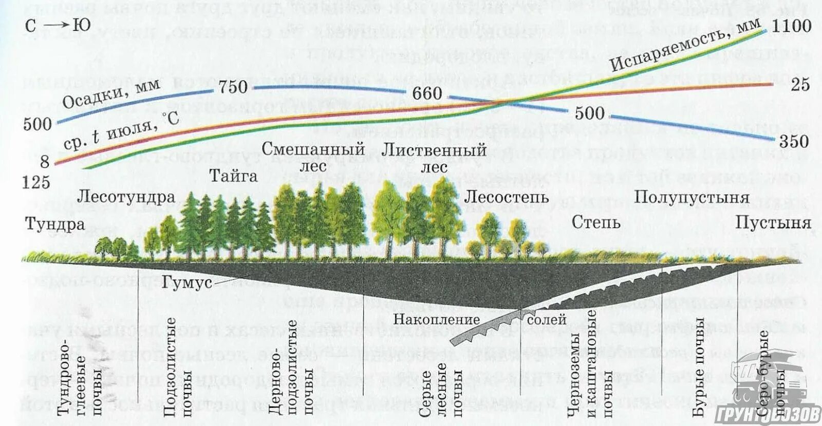 Взаимосвязь почв растительности и климата. Распространение типов почв. Взаимосвязь типов почв с климатом и растительностью рисунок. Взаимосвязь типов почв с климатом.