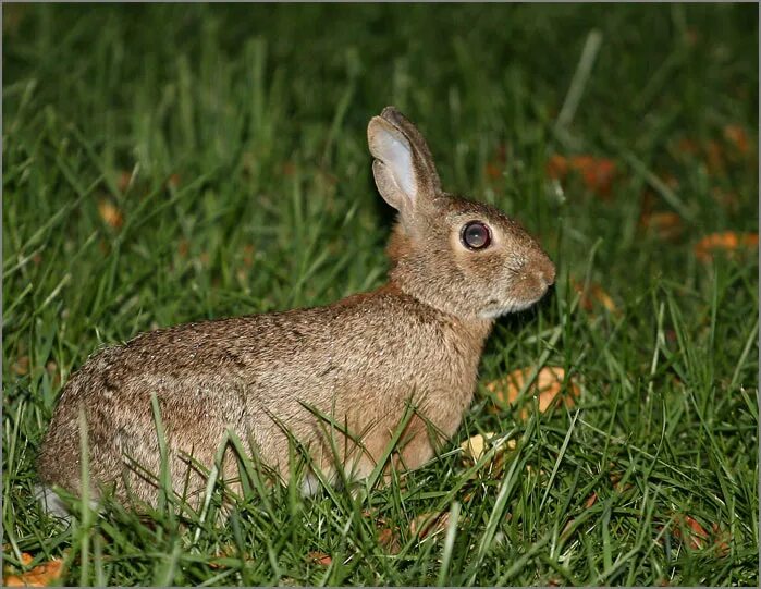 заяц в темноте. ночного зайца. кролик на фоне луны. заяц в темноте. кролик ночью.