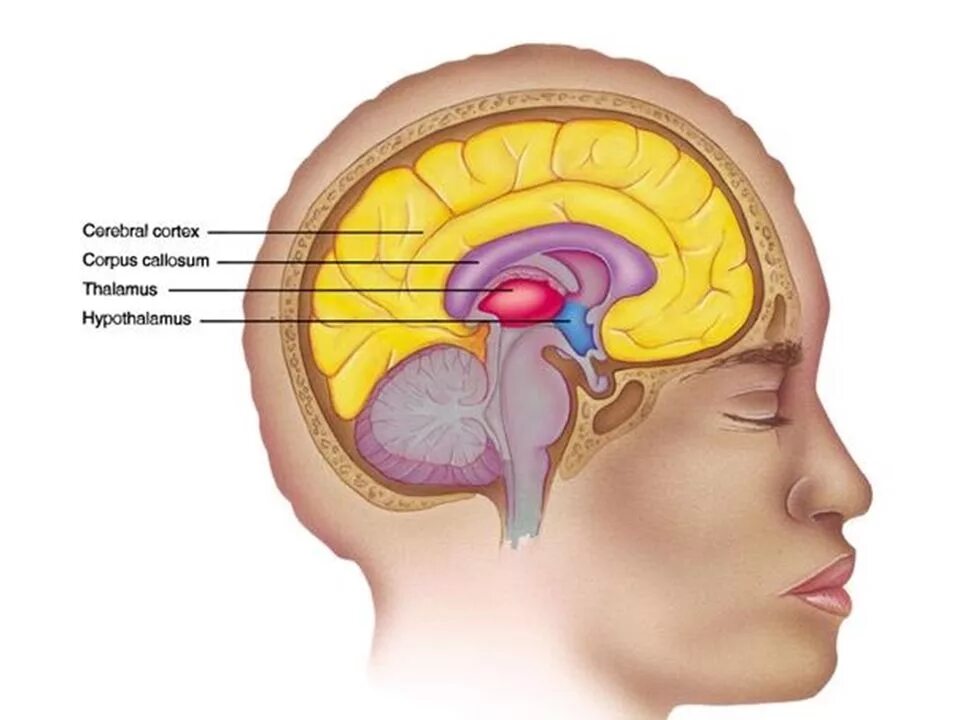 Центр управления мозгом. Гипоталамус таламус гиппокамп. Гипоталамус таламус гипофиз эпифиз. Таламус головного мозга. Prosencephalon анатомия.