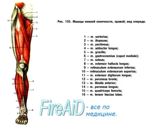 Мышцы голени спереди. Анатомия бедра человека. Тендинит прямой мышцы бедра. Бугорок на голени спереди.