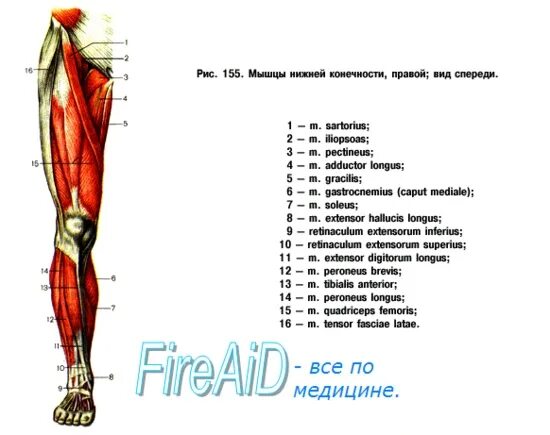 Боль в голени спереди причины. Мышцы голени спереди. Анатомия бедра человека. Тендинит прямой мышцы бедра. Бугорок на голени спереди.