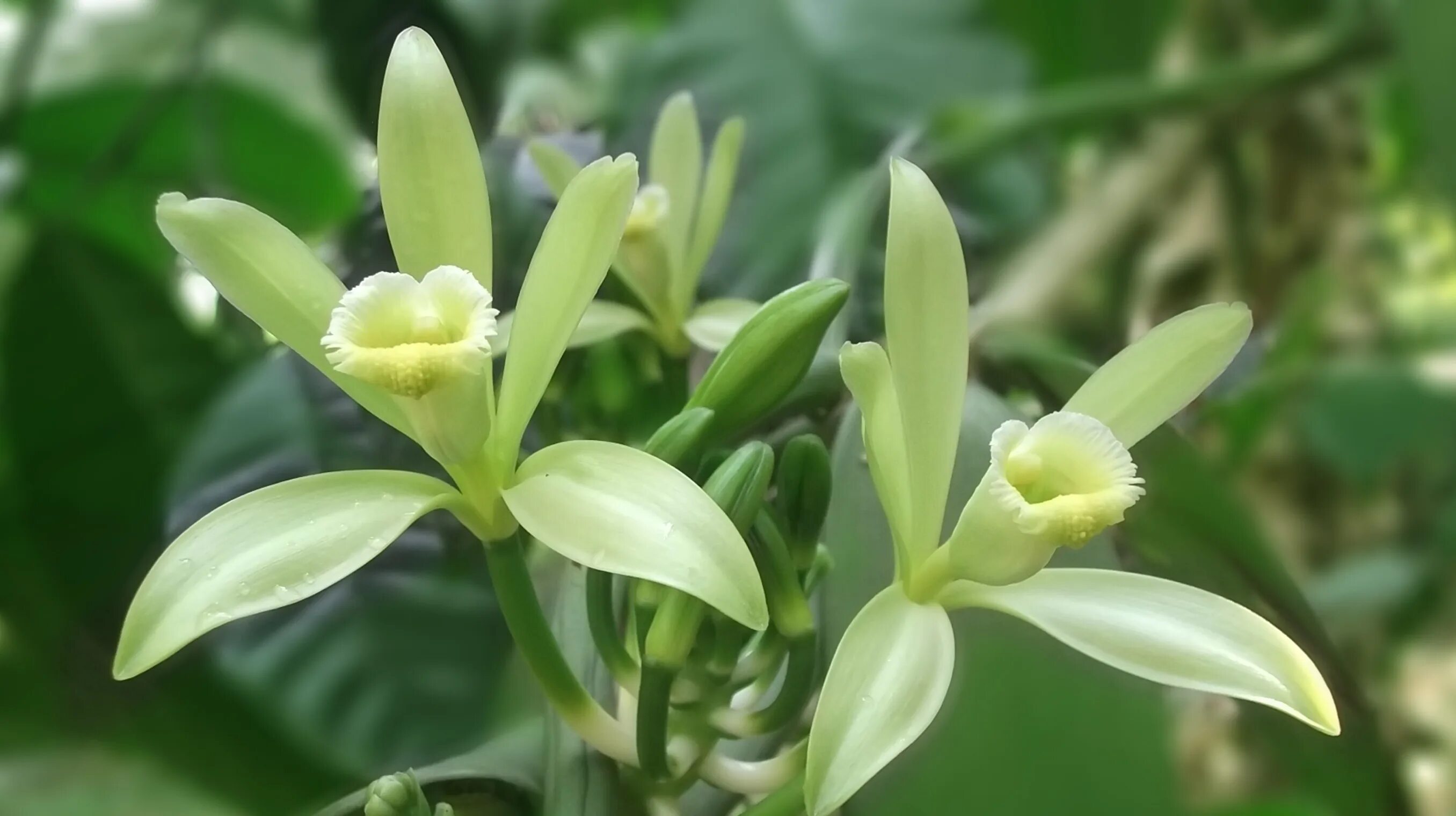 Ванилла планифолия. Ваниль растение. Орхидея Ванилла.