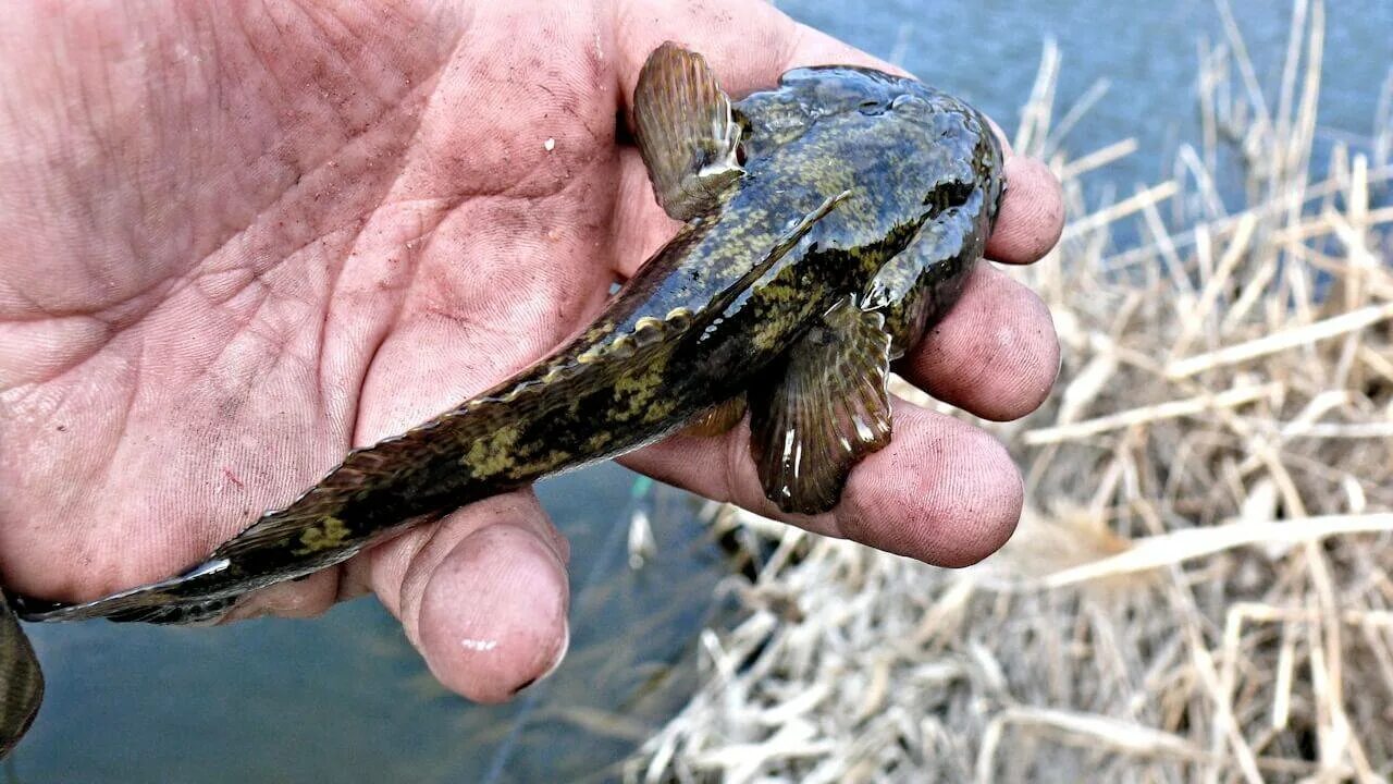 Старинный бычок. Бычок мартовик черное море. Рыбка бычок Речной. Бубырь рыба ротан. Бычок рыба морской Черноморский.