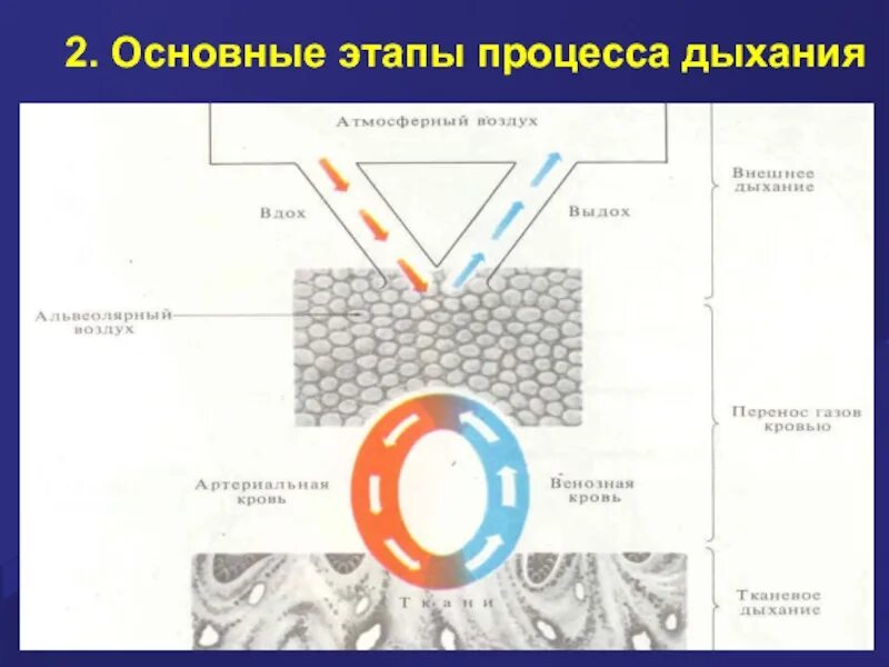 Основные этапы дыхания. Основные этапы процесса дыхания. Каковы стадии процесса дыхания. Назовите этапы процесса дыхания..