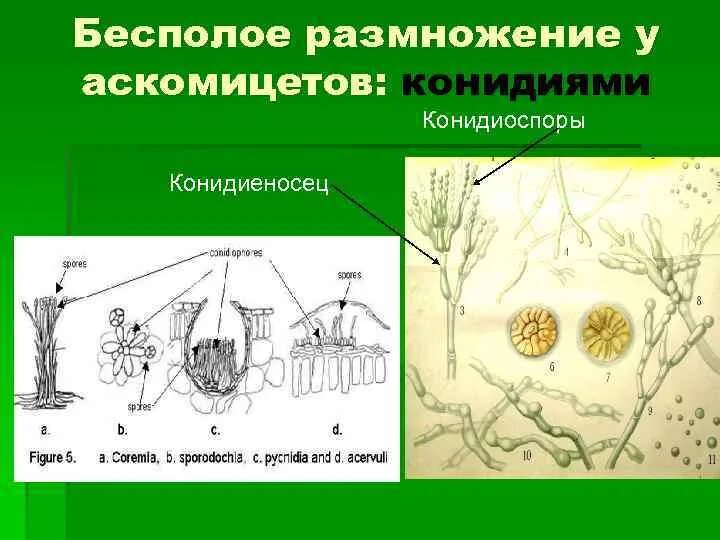 Бесполое размножение аскомицетов. Жизненный цикл аскомицетов. Цикл развития аскомицетов. Половое размножение сумчатых грибов.