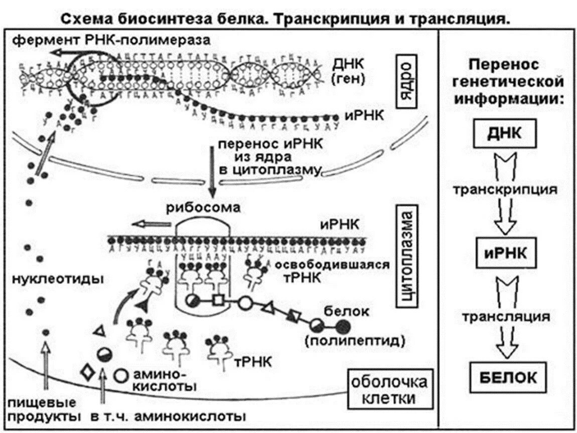 Трансляция и транскрипция в биологии схема. Этапы биосинтеза белка схема. Процесс транскрипции и трансляции схема. Основные этапы синтеза белка биохимия. Синтез белка простейших