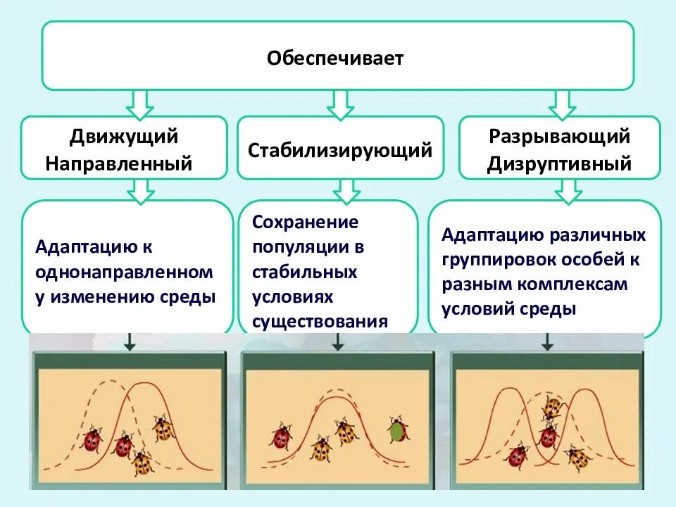 Установите форму естественного отбора. Формы отбора движущий стабилизирующий дизруптивный. естественный отбор и его формы (стабилизирующий, движущий). стабилизирующий отбор движущий отбор и дизруптивный таблица. формы естественного отбора движущая форма отбора стабилизирующий.