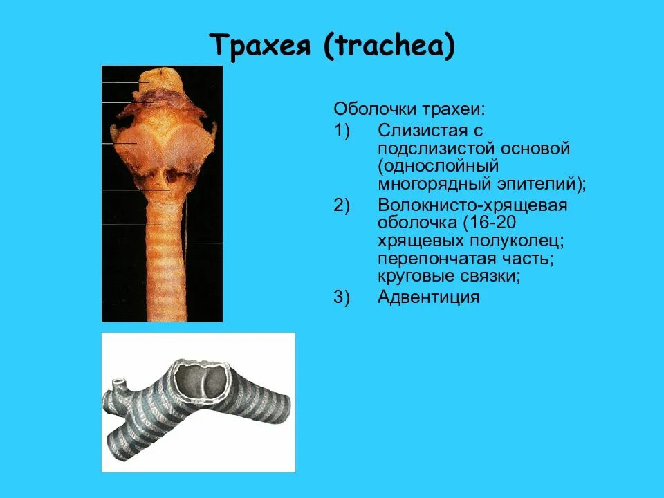 Трахея. Строение трахеи. Трахея анатомия. Анатомическое строение трахеи. Длина трахеи