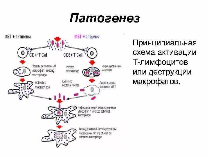 Патогенез туберкулеза схема. Схема иммунопатогенеза туберкулеза. Патогенез ВИЧ инфекции схема. Этиология ВИЧ инфекции схема. Активация макрофагов