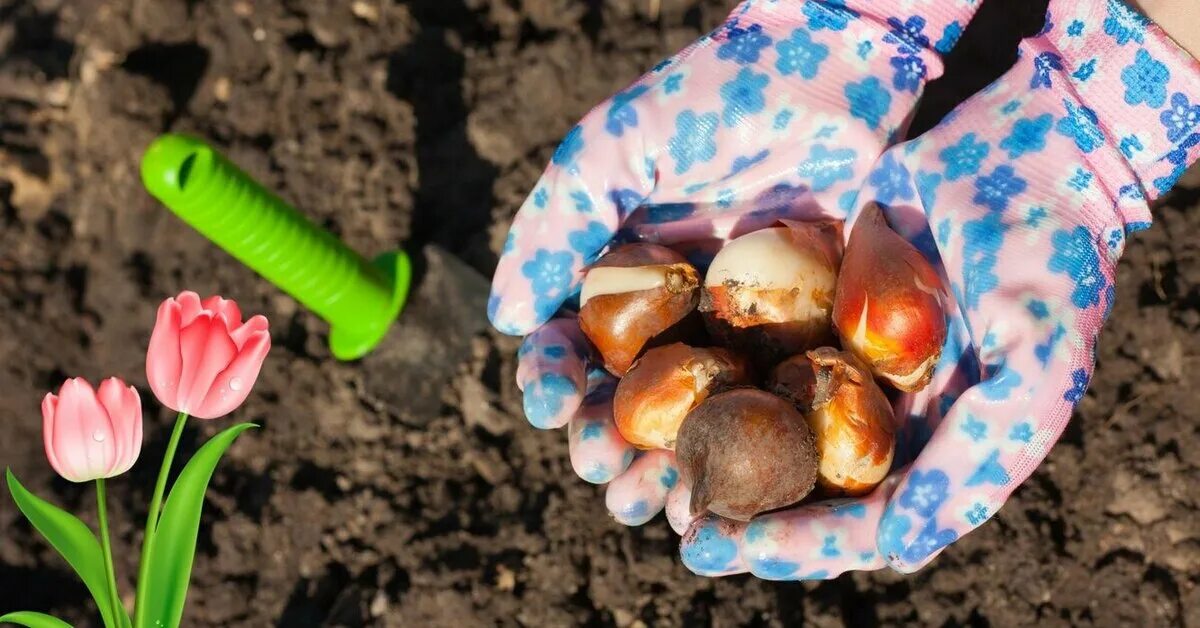 Можно ли посадить тюльпаны в апреле