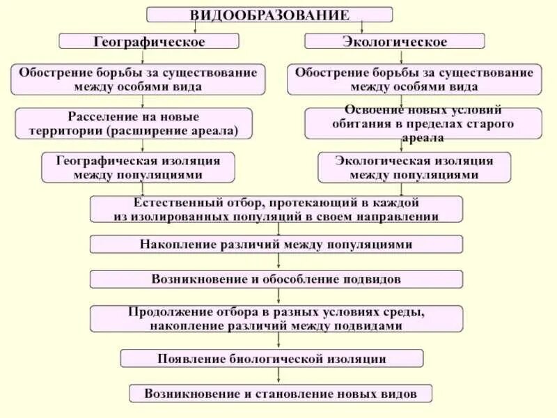 Пути и способы видообразования таблица. Этапы экологического видообразования биология 9 класс. Основные этапы географического и экологического видообразования. Схема процесса видообразования. Установите последовательность этапов полового