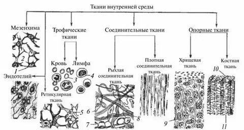 Ткани внутренней среды соединительные ткани