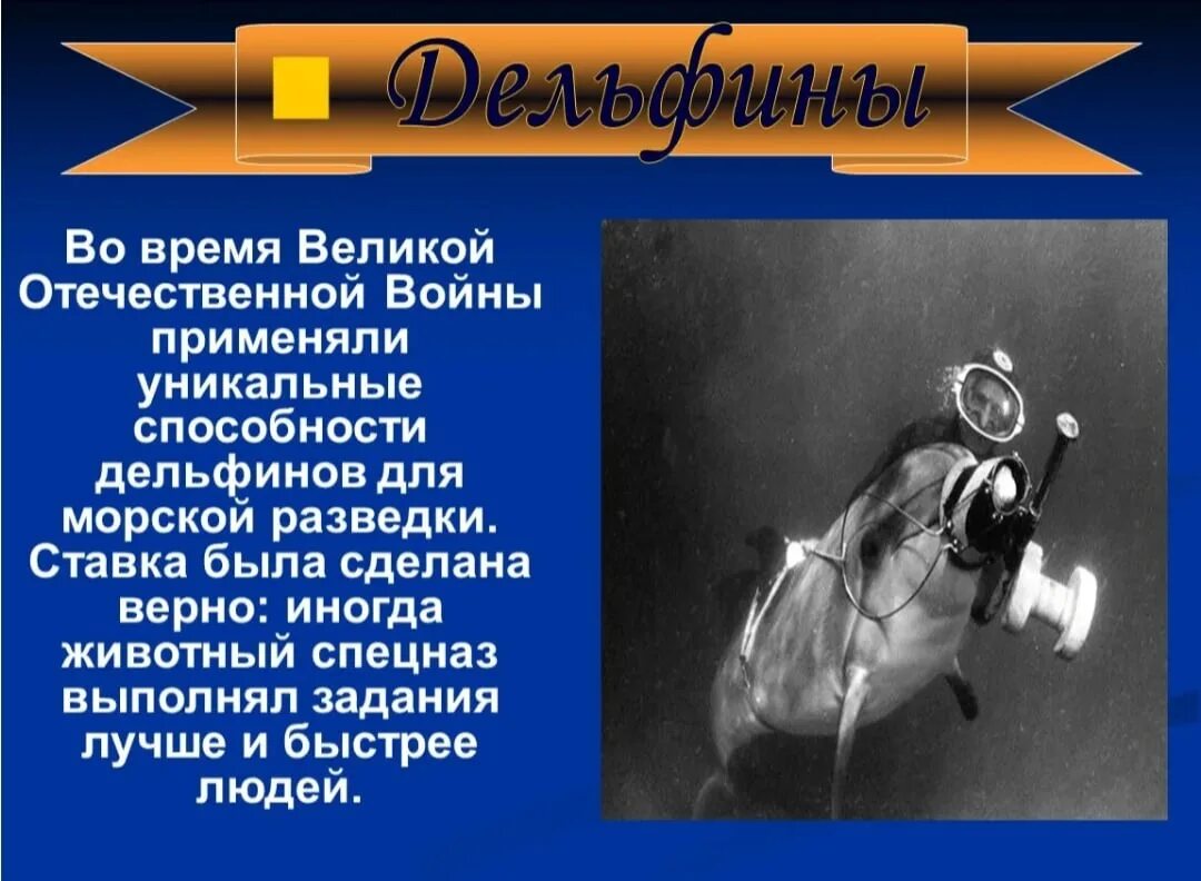 Дельфины террористы. Боевые дельфины Великой Отечественной войны. Дельфины на войне 1941-1945. Дельфины на войне. Дельфины в годы Великой Отечественной войны.