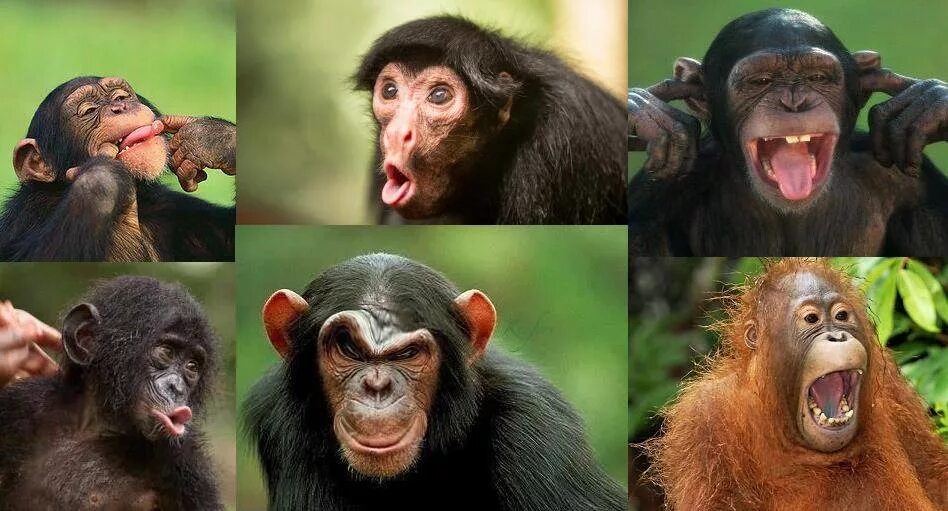 Что отличает от обезьян. Шимпанзе человекообразные обезьяны. Мимика обезьян. Мимика приматов. Эмоции шимпанзе.