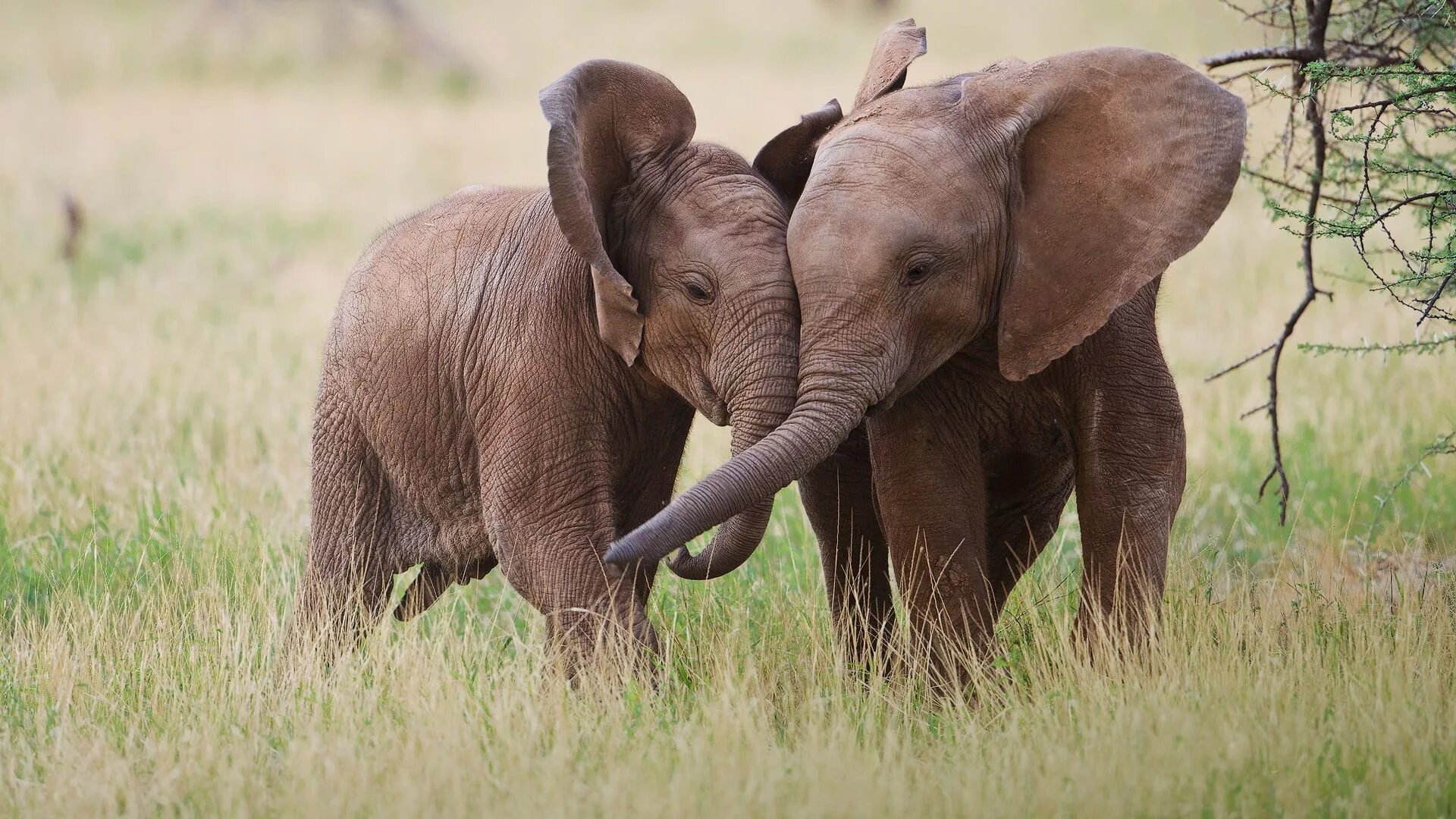 Слоны любовь. Слон фото. Слоны обнимаются. Слониха со слоненком. Two elephants