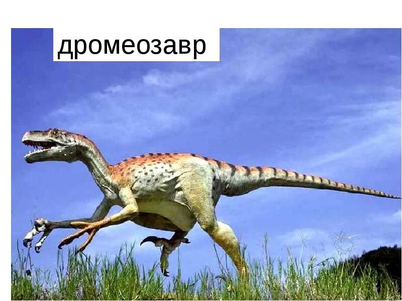 Дромеозавр. Раптор дромеозавр. дромеозавр динозавр. дромеозавр дромеозавриды. dromaeosaurus albertensis.