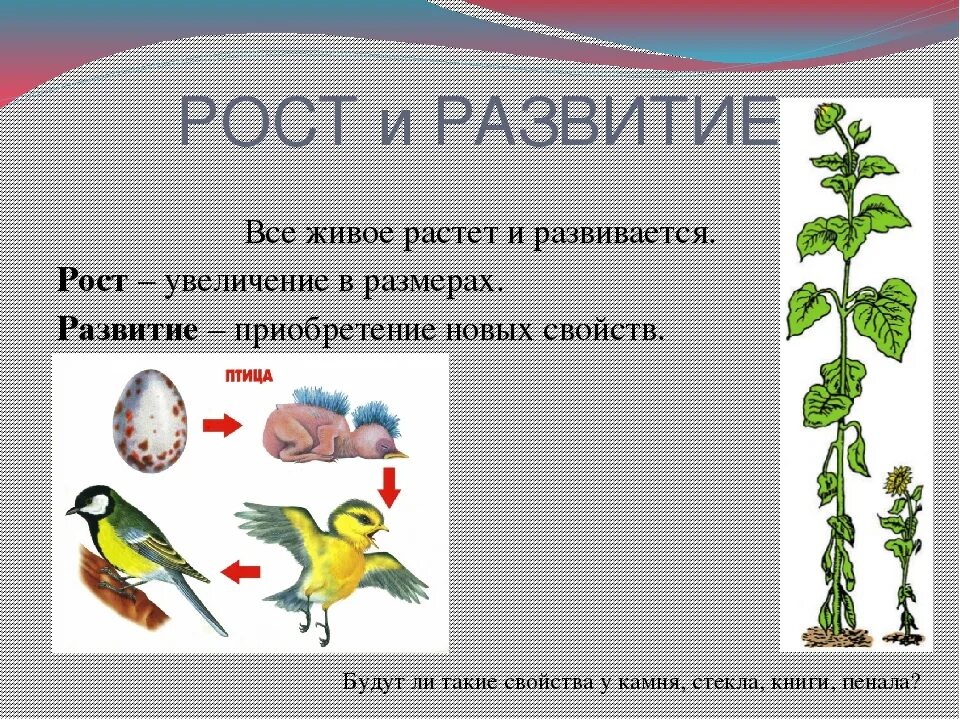 Конспект рост и развитие животных 8 класс. Свойство живых организмов развитие. Рот и развитие - свойства живых организмов. Развитие это в биологии. Примеры роста и развития живых организмов.