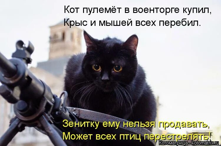 кот стреляет. стражи галактики енот с оружием. военная собака. чмоня кот тарков. кошка с автоматом.