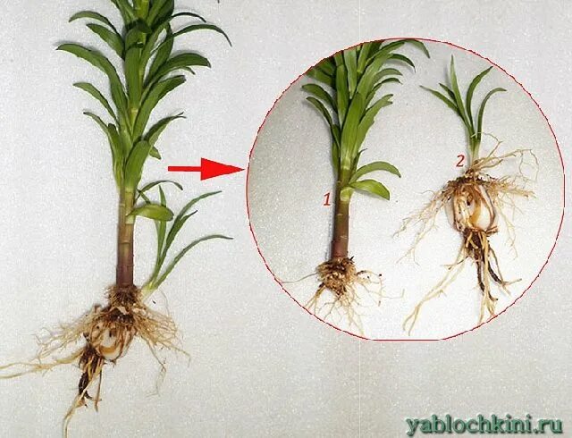 Корешочек. Стеблевые луковицы лилии. Корни лилейника. Корневые луковички лилии. Корневище лилейника.
