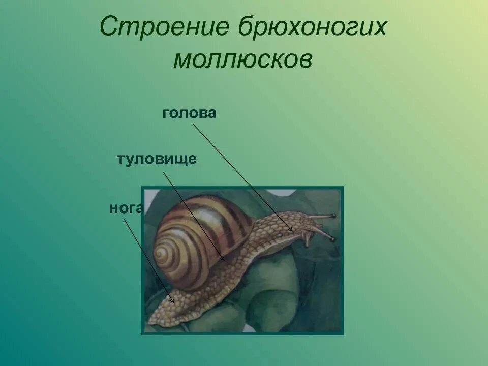 Строение брюхоногих моллюсков. Строение тела брюхоногих моллюсков. Внутреннее строение брюхоногих моллюсков. Части тела брюхоногих моллюсков 7 класс. Голова брюхоногих