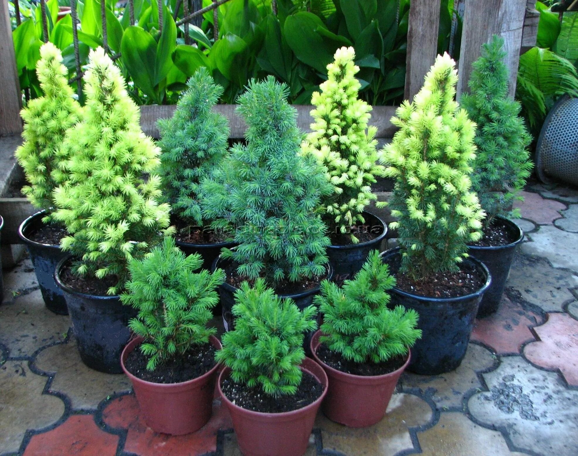 Канадская ель коника трахеомикоз. Ель канадская conica (коника). Ель канадская conica. Ель коника как выращивать. Ель канадская голден пик.