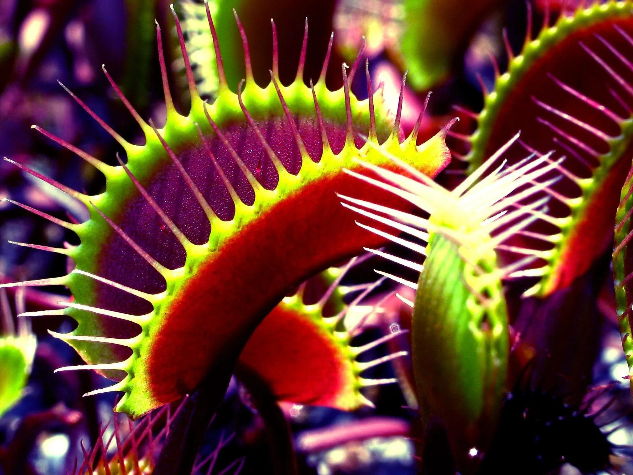 экзотические рассказы. рассказ на тему необычное животное. экзотические рассказы. желтоклювый тукан. слон презентация 1 класс.