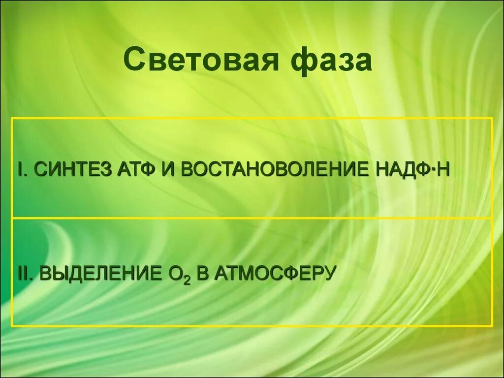 Световая фаза хемосинтез. Фотосинтез и хемосинтез 10 класс. Световая фаза хемосинтез. Стадии световой фазы фотосинтеза. Световая стадия фотосинтеза.